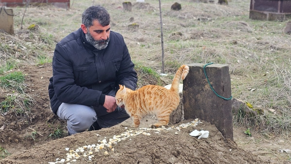 Muş’ta eşinin öldürdüğü adamın kedileri mezardan ayrılmıyor