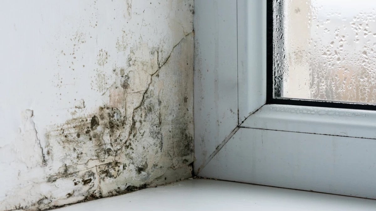 Pencere küfüne karşı en etkili yöntem: Tek sürüşte tertemiz yapıyor