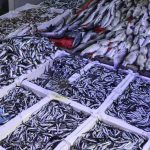 Samsun’da Ramazan ayı ve bayramında balık satışları azaldı