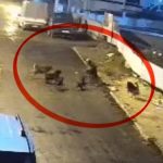 Samsun’da teravih dönüşü başıboş köpek saldırısı