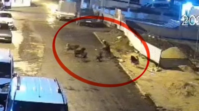 Samsun’da teravih dönüşü başıboş köpek saldırısı