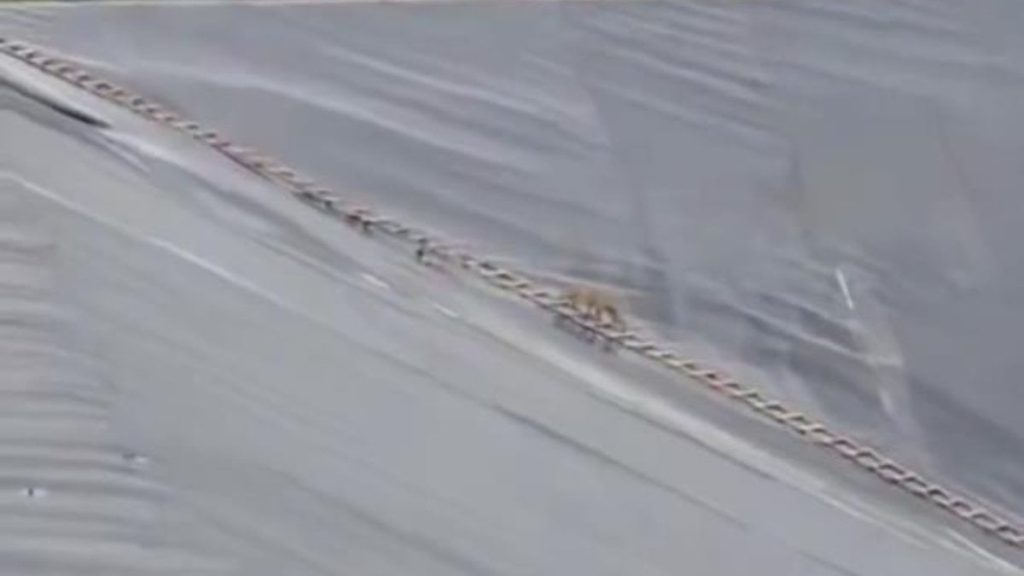 Şanlıurfa’da gölete düşen çakal, merdivenle kurtarıldı