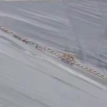 Şanlıurfa’da gölete düşen çakal, merdivenle kurtarıldı