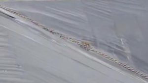 Şanlıurfa’da gölete düşen çakal, merdivenle kurtarıldı