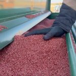 Savaş ve hava koşulu riskleri buğday vadeli işlemlerini yükseltti