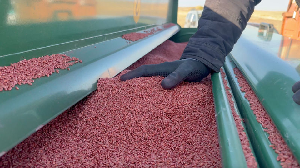 Savaş ve hava koşulu riskleri buğday vadeli işlemlerini yükseltti