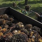 Savaşın enerji şoku, bitki bazlı yakıtlara da yayılıyor