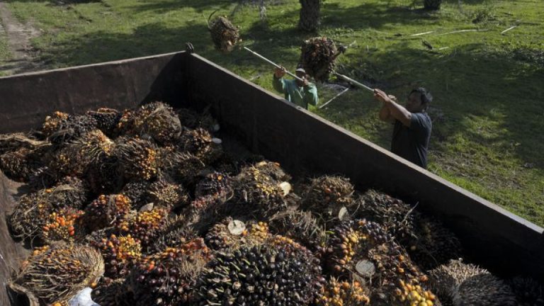 Savaşın enerji şoku, bitki bazlı yakıtlara da yayılıyor
