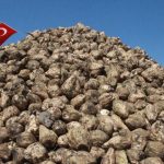 Şeker pancarı üretimine ilişkin kanun teklifi komisyonda kabul edildi
