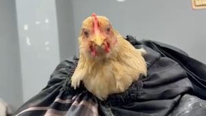 Siirt’te bayram hazırlığı: Tavuğu tıraş etti