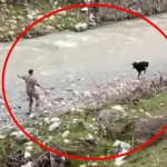 Siirt’te sahibinden kaçan buzağıyı polis kovaladı: Yakalama anları kamerada