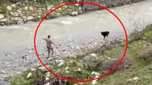 Siirt’te sahibinden kaçan buzağıyı polis kovaladı: Yakalama anları kamerada