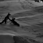 Sivas’ta köye inen tilkilerin kavgası