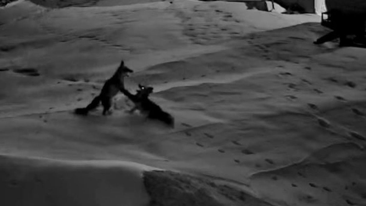 Sivas’ta köye inen tilkilerin kavgası