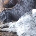 Tarsus’ta ahıra yıldırım düştü: 5 küçükbaş hayvan telef oldu