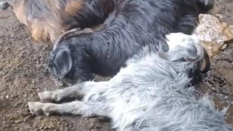 Tarsus’ta ahıra yıldırım düştü: 5 küçükbaş hayvan telef oldu