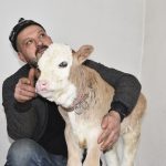 Tatvan’da minik buzağıya evde şefkatli bakım