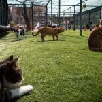 TBMM, yerleşkesindeki kedilere sahip çıktı