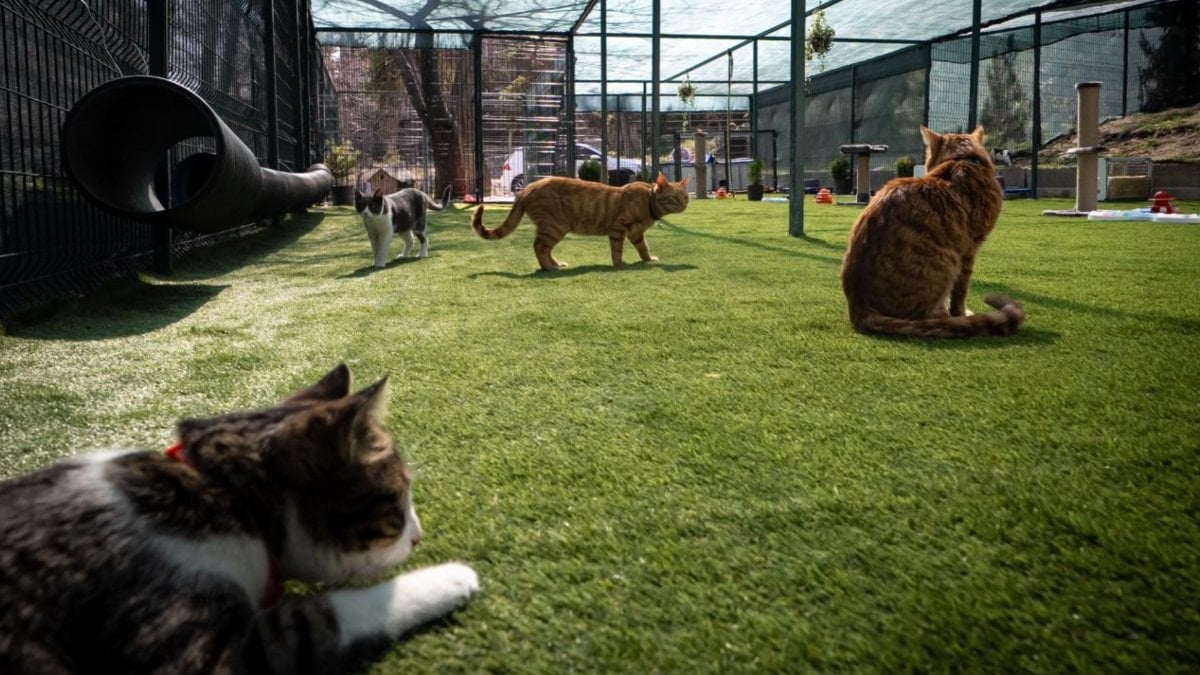 TBMM, yerleşkesindeki kedilere sahip çıktı