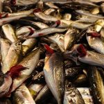 Trabzon’da av yasağı yaklaşırken tezgahlarda istavrit bolluğu yaşanıyor