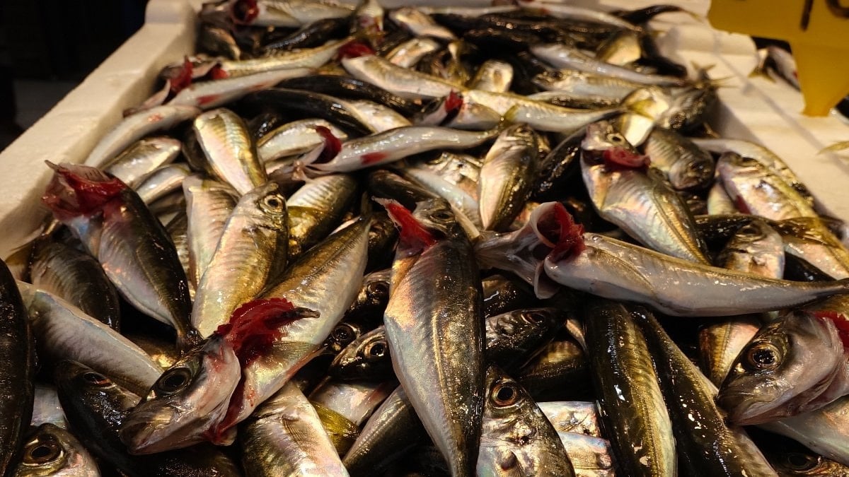 Trabzon’da av yasağı yaklaşırken tezgahlarda istavrit bolluğu yaşanıyor