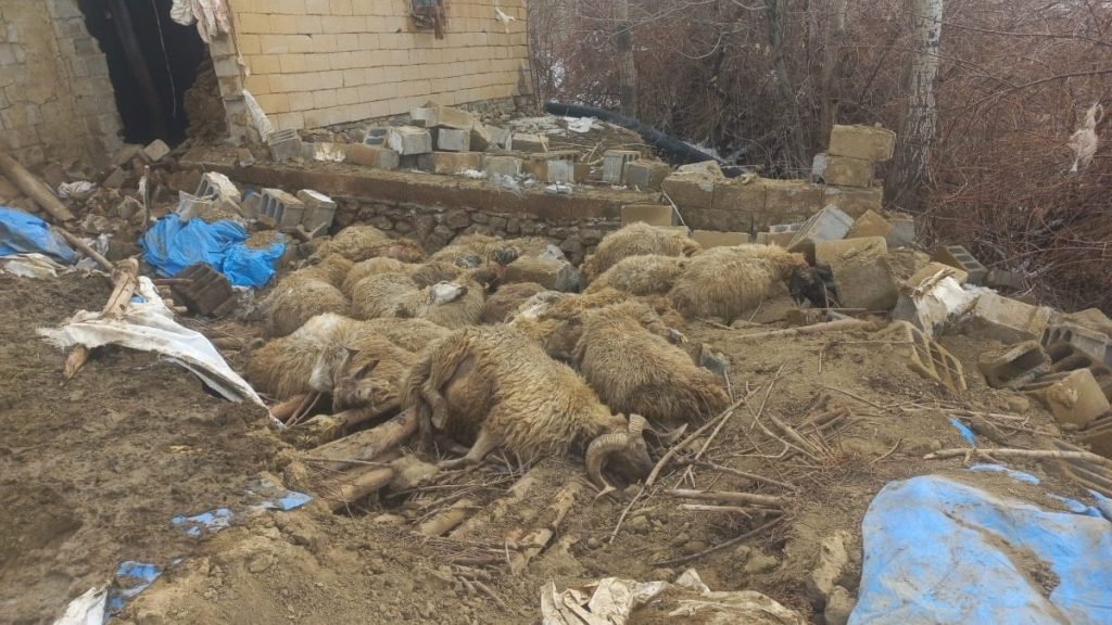Van’da karın ağırlığı ahırı yıktı: 23 küçükbaş telef oldu