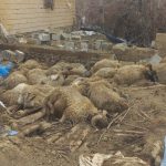 Van’da karın ağırlığı ahırı yıktı: 23 küçükbaş telef oldu