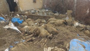 Van’da karın ağırlığı ahırı yıktı: 23 küçükbaş telef oldu