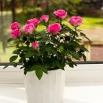 Vazoda gül bakımı: Haftalarca taze kalmasının sırrı buymuş