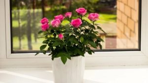 Vazoda gül bakımı: Haftalarca taze kalmasının sırrı buymuş