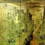 Yalova’da aranan hükümlü uyuşturucu üretirken yakalandı