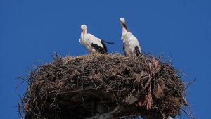Yaren Leylek eşi Nazlı’yla buluştu
