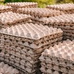 Yumurta kartonları kıymetlendi: İşte nedeni