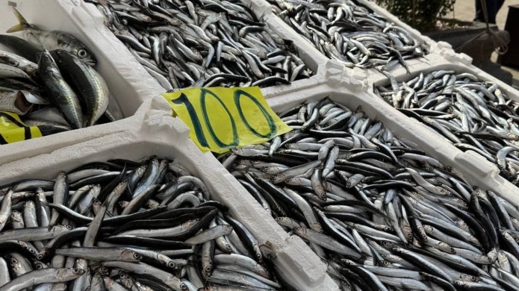 Zonguldak’ta balık tezgahlarında Ramazan mesaisi: Hamsi 100 liradan satılıyor