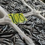 Zonguldak’ta balık tezgahlarında Ramazan mesaisi: Hamsi 100 liradan satılıyor