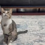 Zonguldak’ta kedinin midesindeki vantuz yıllar sonra fark edildi