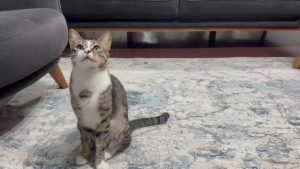 Zonguldak’ta kedinin midesindeki vantuz yıllar sonra fark edildi