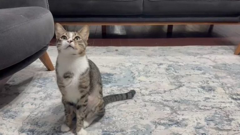 Zonguldak’ta kedinin midesindeki vantuz yıllar sonra fark edildi