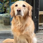 4 yıldır titreyen köpek: Bakın nasıl iyileşti