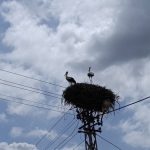 Adana’da yuvasına bu yıl eşiyle geldi