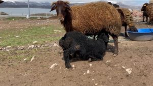 Ağrı Patnos’ta kuzular anneleriyle buluştu