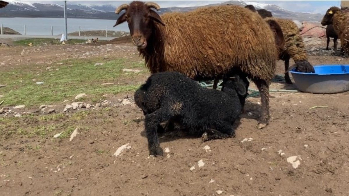 Ağrı Patnos’ta kuzular anneleriyle buluştu