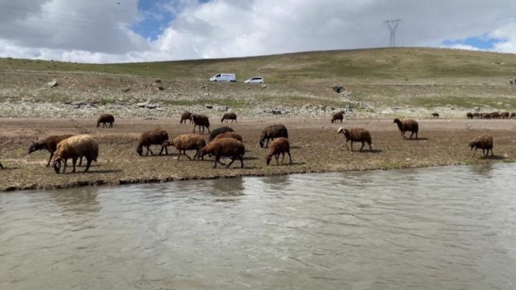 Ağrılı besiciler zorda: 120 bin lira maaşla çoban bulamıyorlar