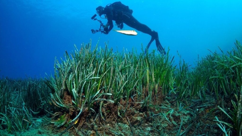 Akdeniz’in ‘yeşil mirası’ için harekete geçildi