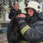 Antalya’da itfaiye eri dumandan etkilenen kediyi hayata döndürdü