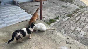 Antalya’da kötü şartlarda tutulan kedi ve köpekler kurtarıldı