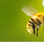 ‘Arıların Gizemli Dünyası’, 7 Nisan Salı Saat 20.00 ve 21.00’de İki Bölüm Art Arda National Geographic WILD Ekranlarında İzleyicilerle Buluşuyor!