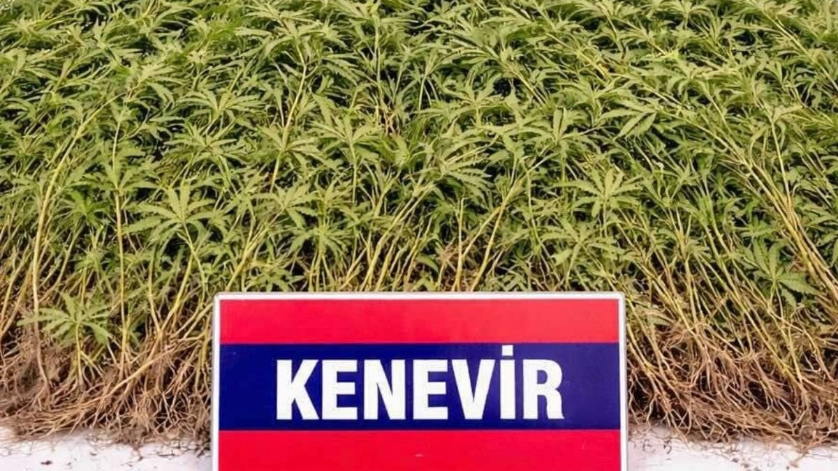 Aydın’da zeytin bahçesindeki serada 208 kök Hint keneviri bulundu