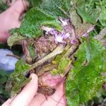 Baharın şifalı elçisi: Kaldirik otu faydaları