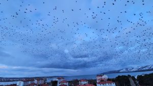 Bitlis’te gökyüzünü kaplayan kullardan görsel şölen